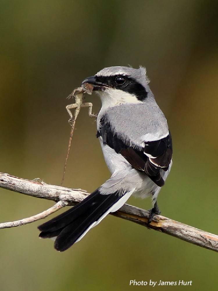 loggerhead-shrike-005.jpg