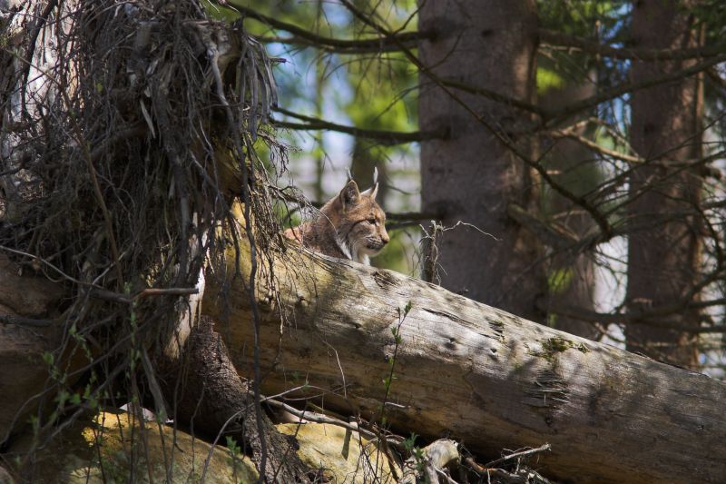 lynxlynxlynx.jpg