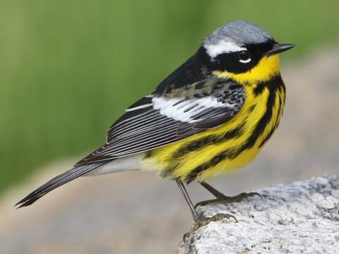 magnolia warbler.jpg