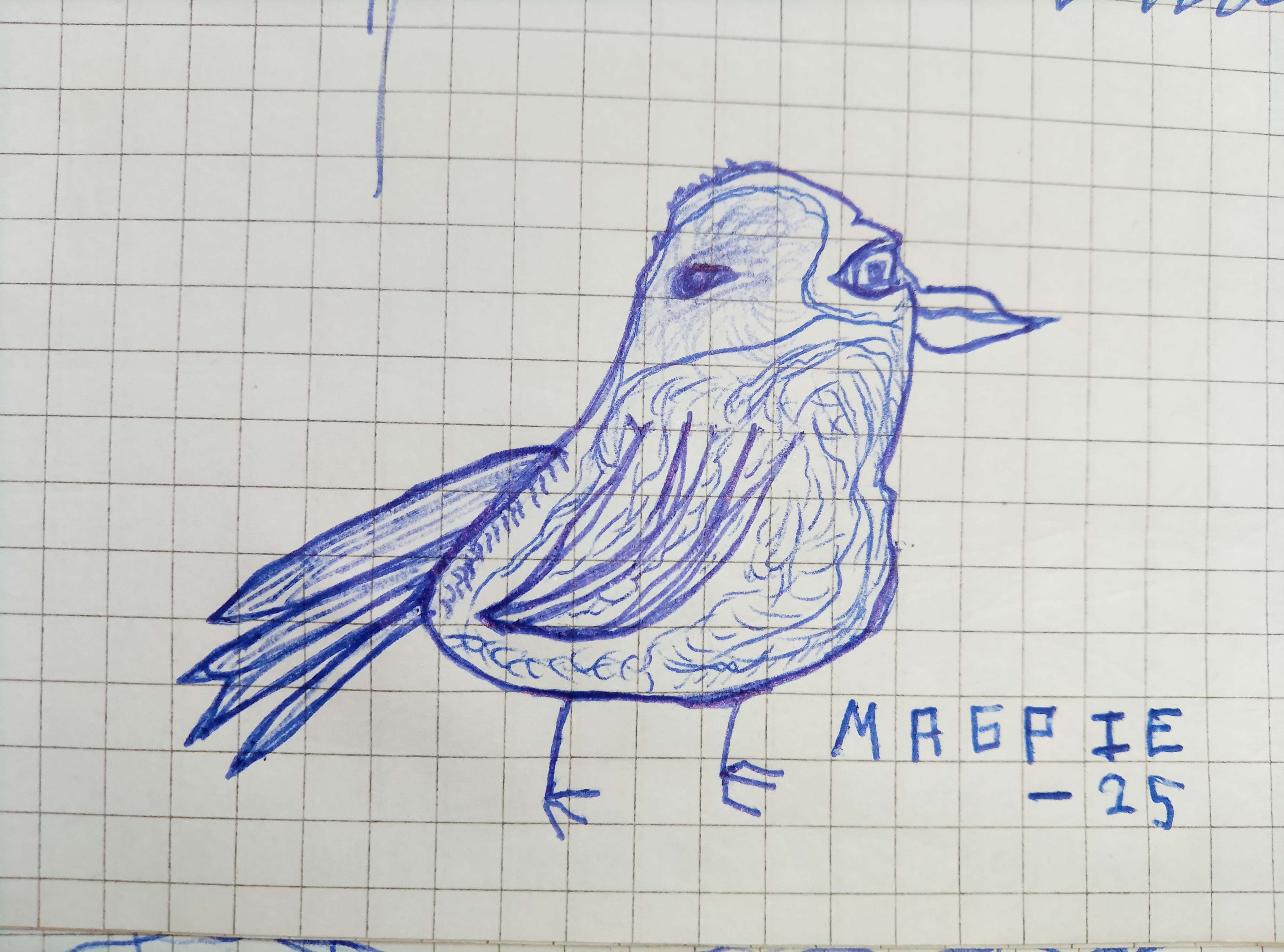 magpie.jpg