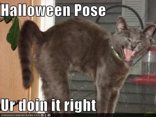 meowloween-classics.jpeg