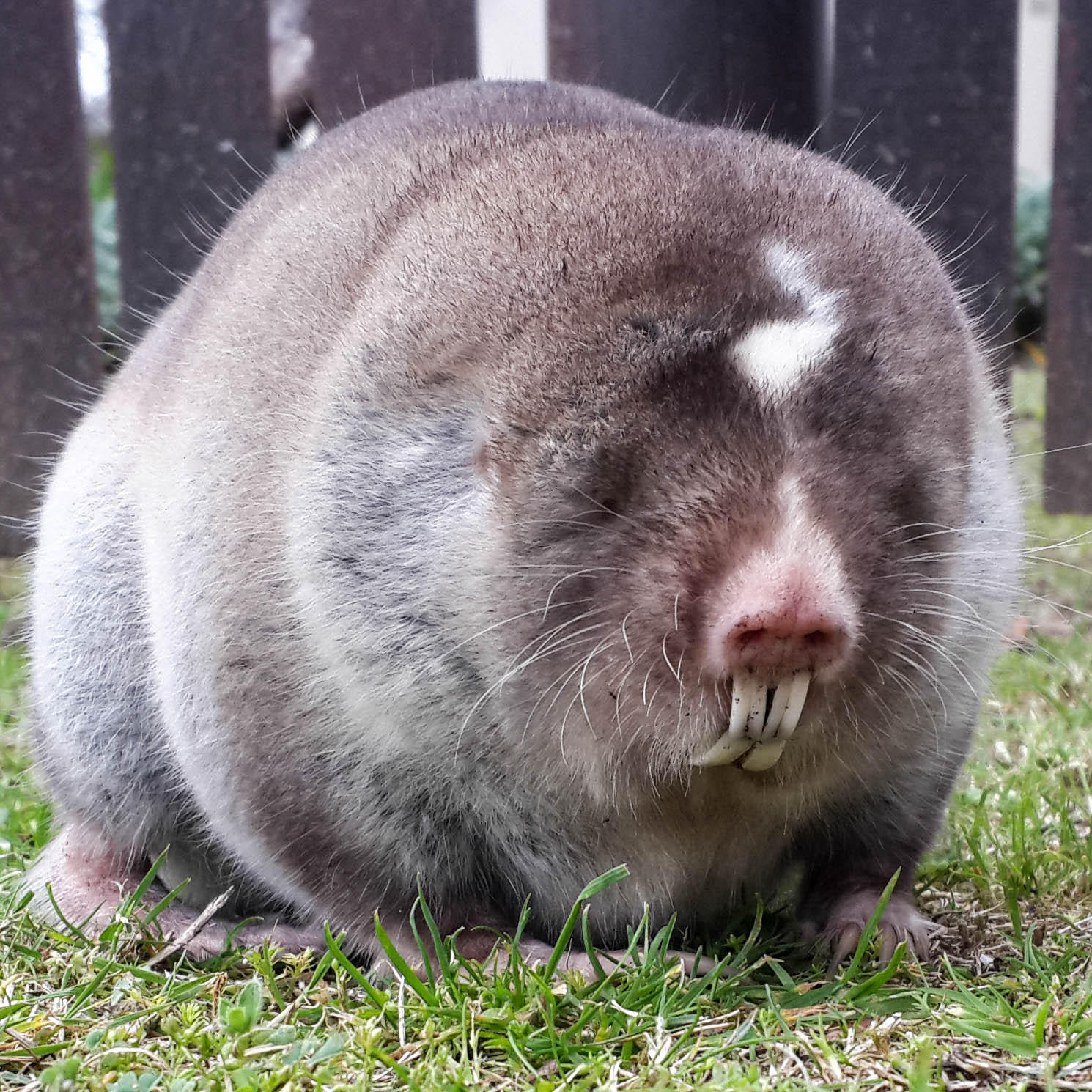molebig.jpg