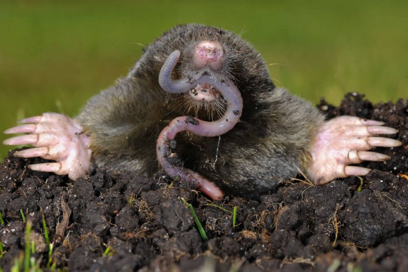 molefeed.jpg