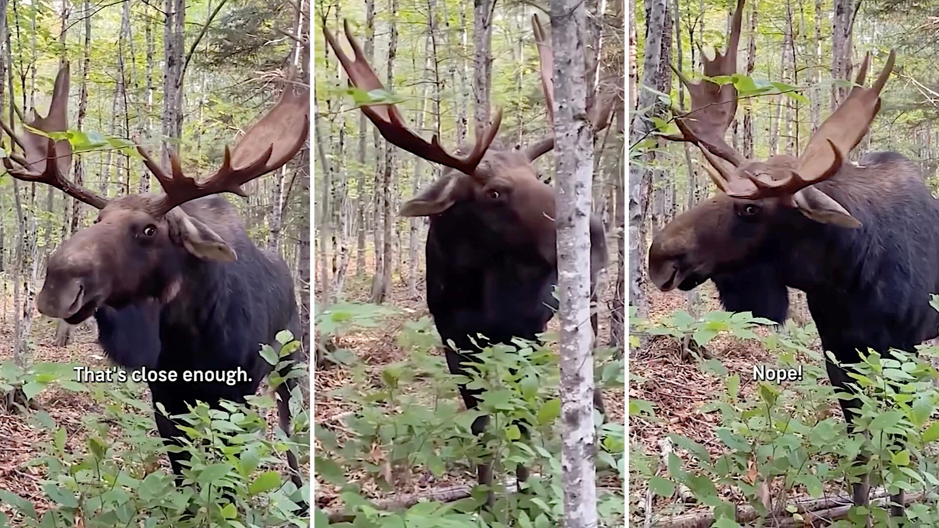 moose.jpg