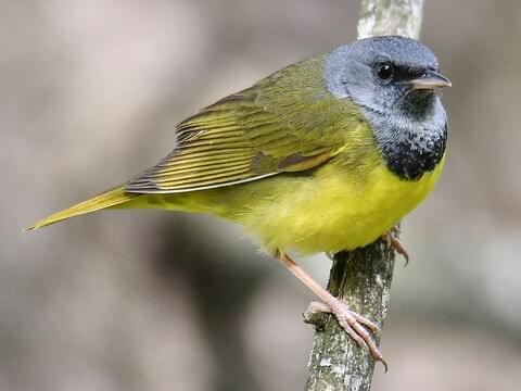 mourning warbler.jpg