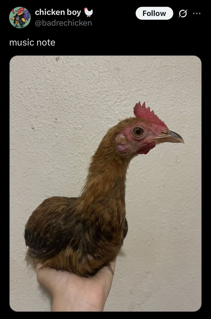 music note chicken.jpg