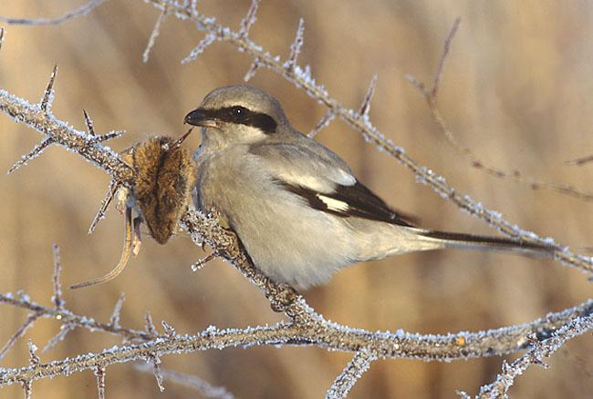 northern-shrike.jpg
