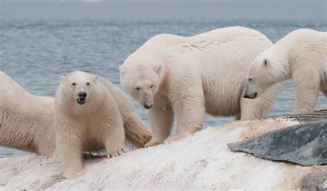 not-enough-icenbars.jpg
