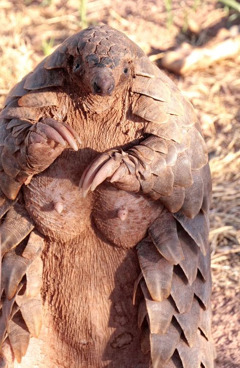 pangolin boobs.jpg