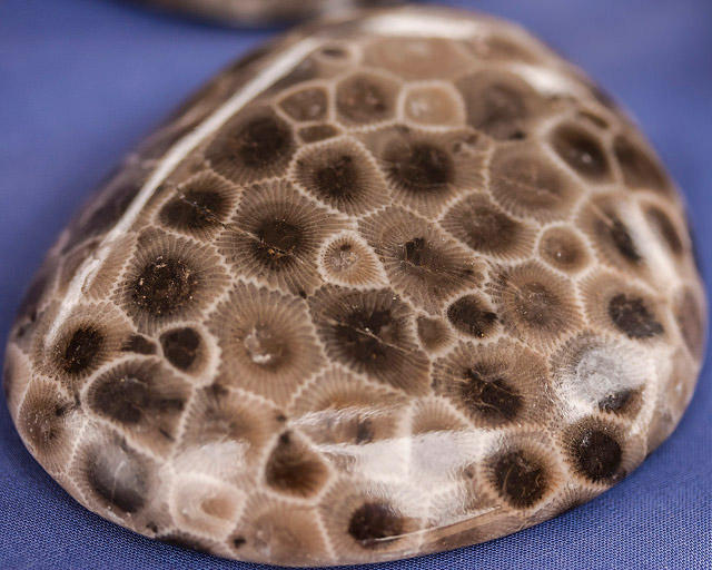 PetoskyStoneFossilcoral.jpg