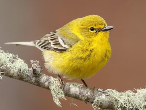 pine warbler.jpg