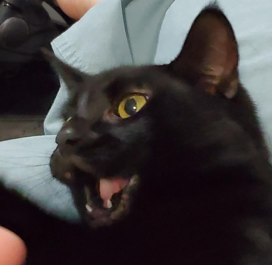 Poggers_Cat_meme.jpg