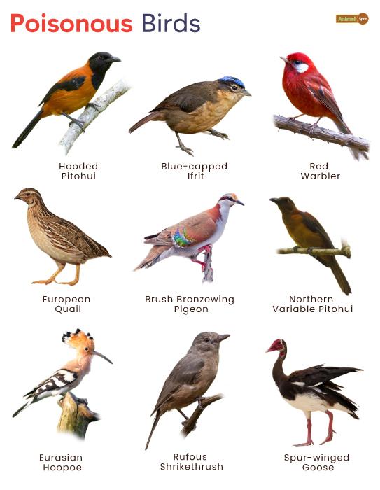 Poisonous-Birds.jpg