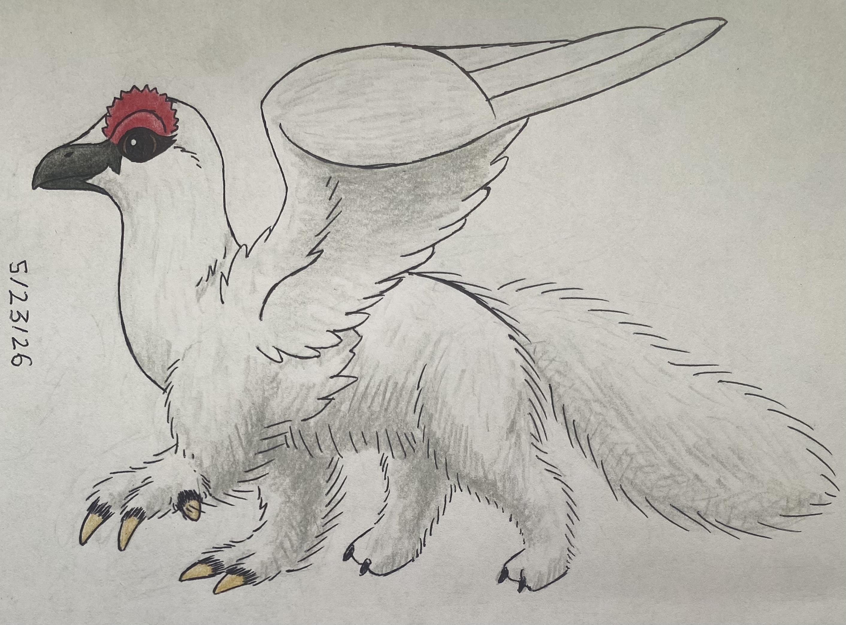 rare griffins 2.jpg