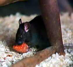 rattusrattusfood.jpg