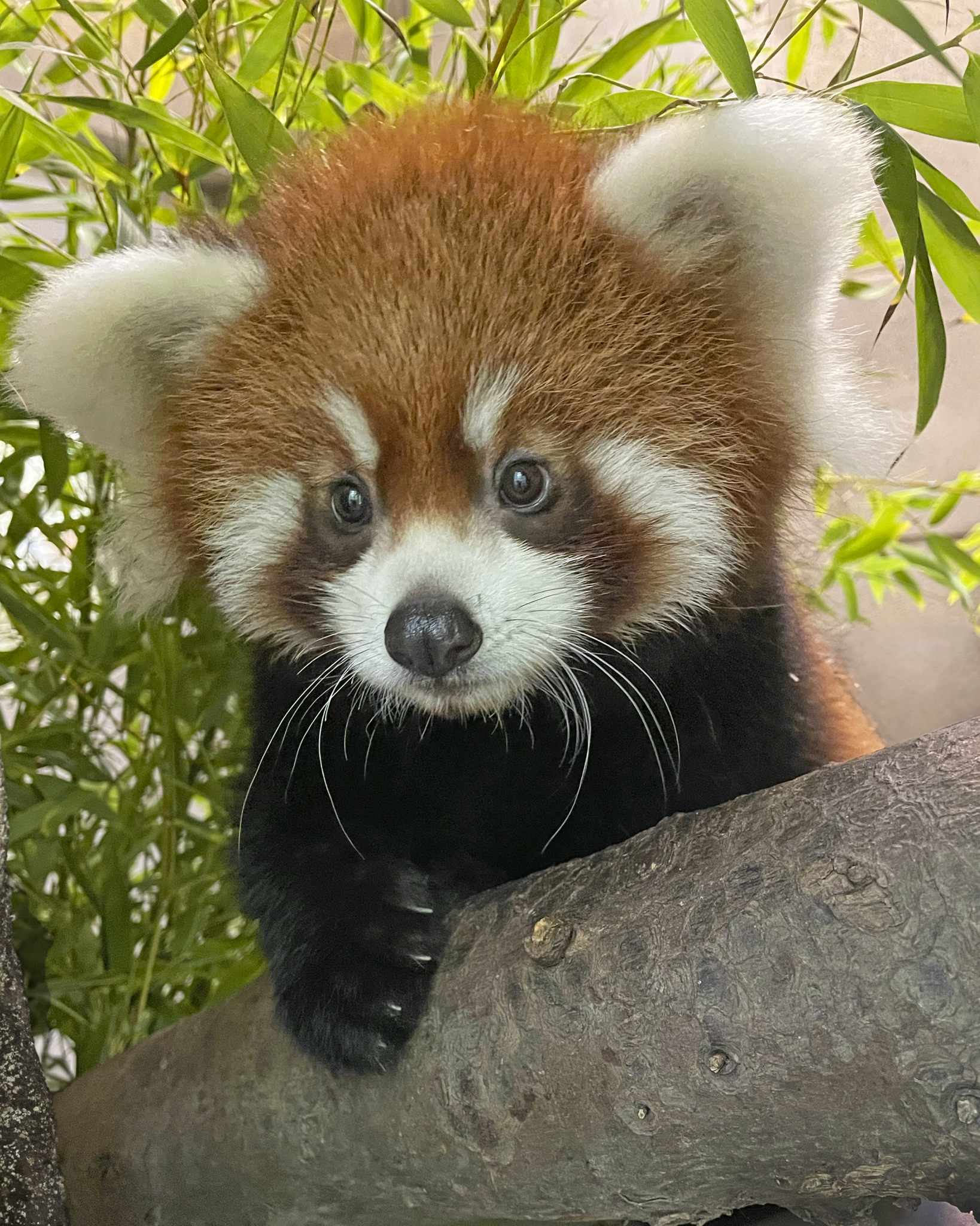 red-panda.jpeg