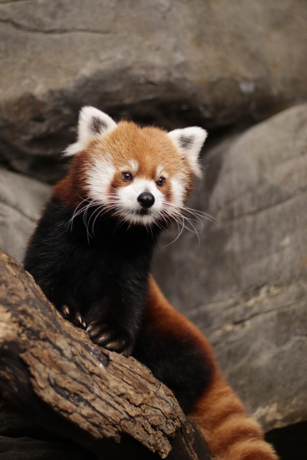 Red-Panda-Primary-Pic.jpeg