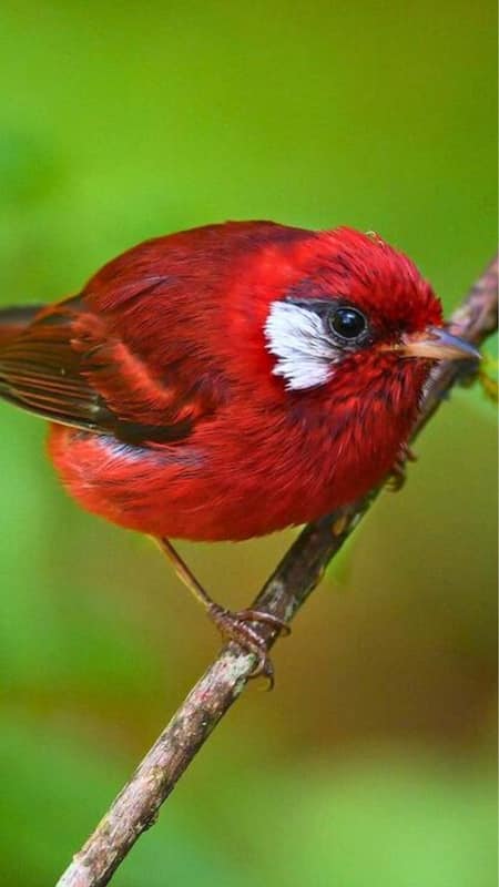 Red-Warbler-2.jpg