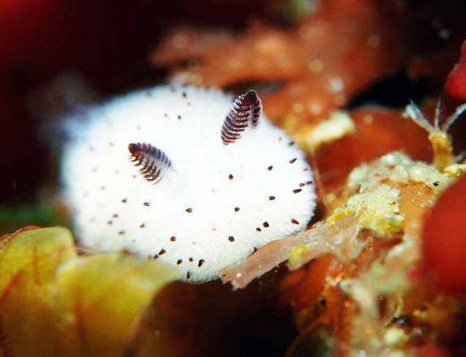 sea-bunny-slug-lead.jpg