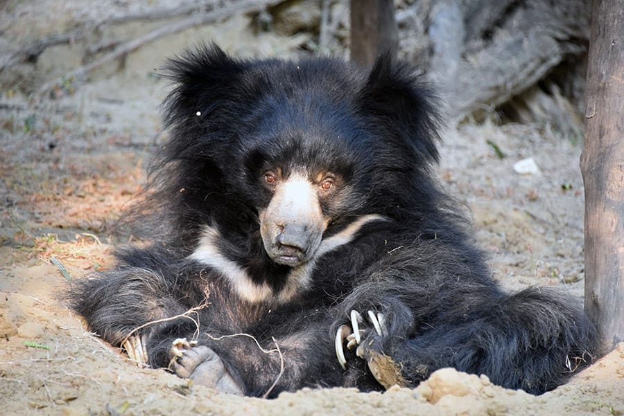 sloth-bear.jpg