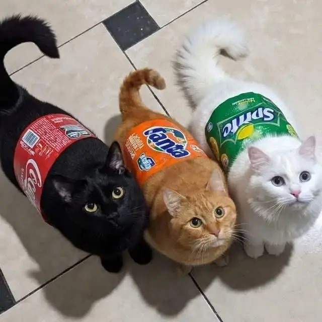 soda cats.png