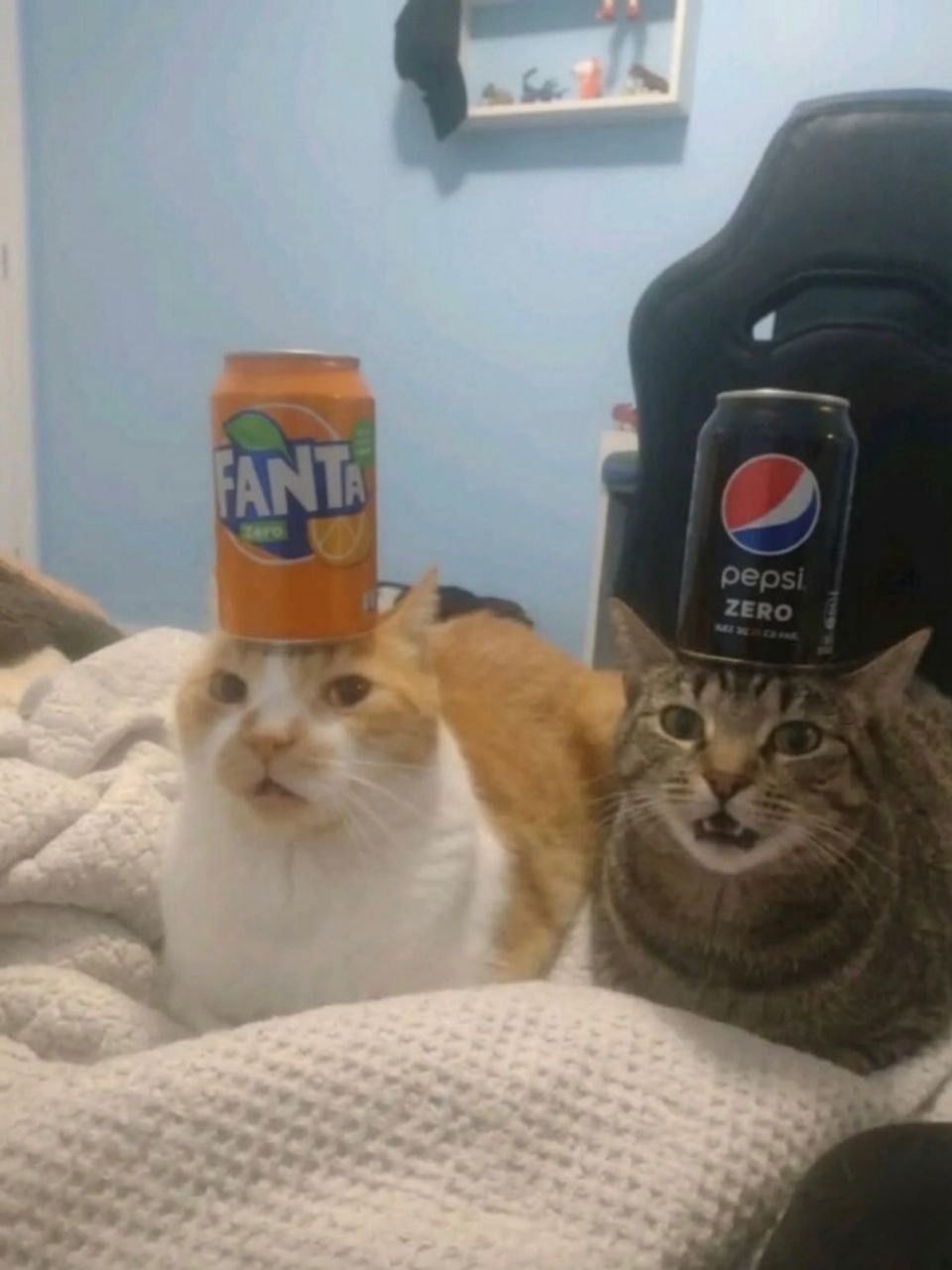 sodacats.png