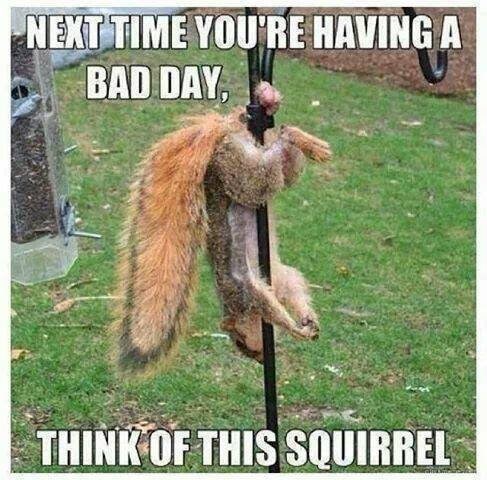 squirrel-next-time-youre-having-a-bad-day-think-of-this-squirrel.jpeg