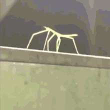 stick-bug-dance.gif