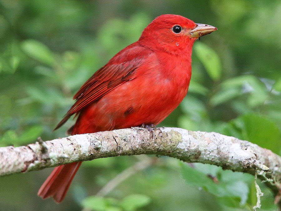 summer tanager.jpeg