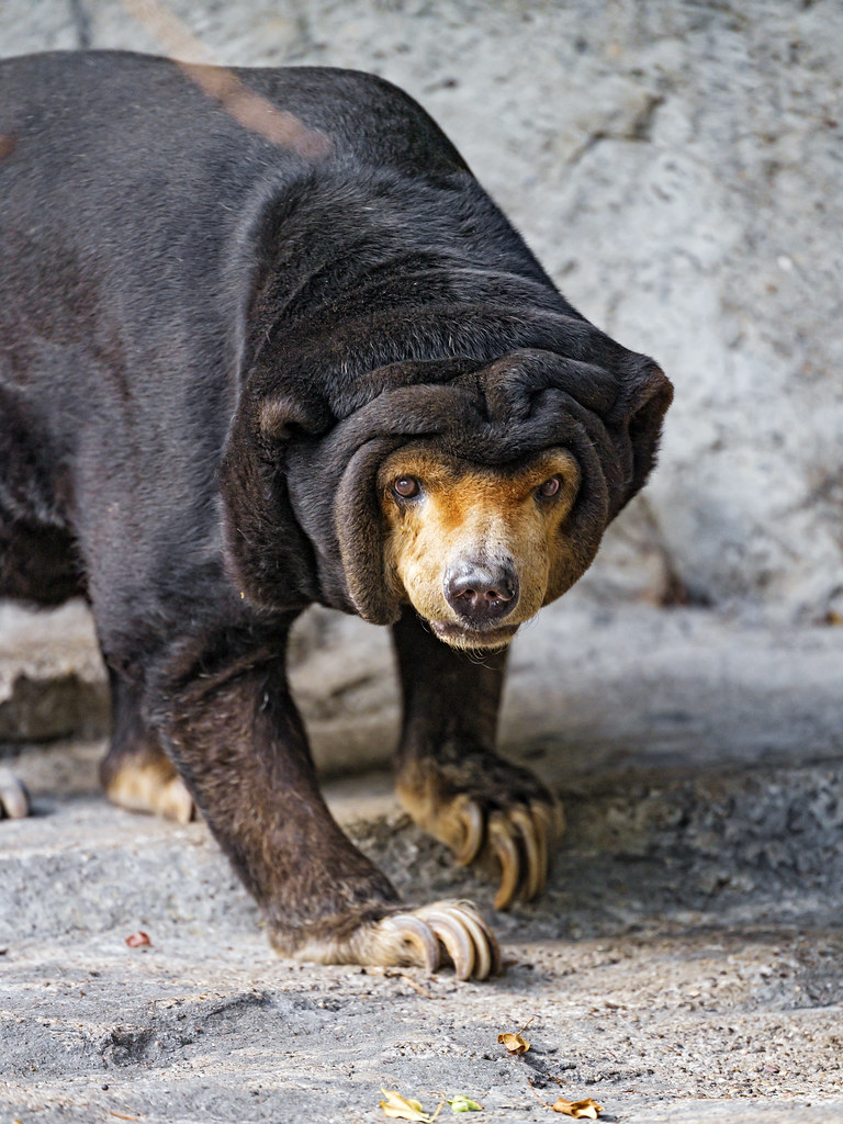 sunbear.jpg