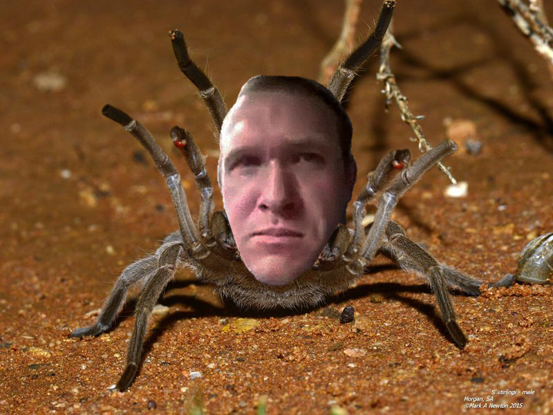 TARRANTULA.jpg