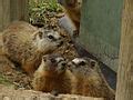 thumbmarmotlot.jpg