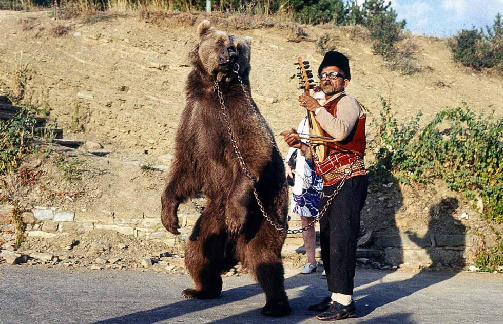 tortured-bear.jpg