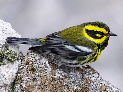 townsends warbler.jpg