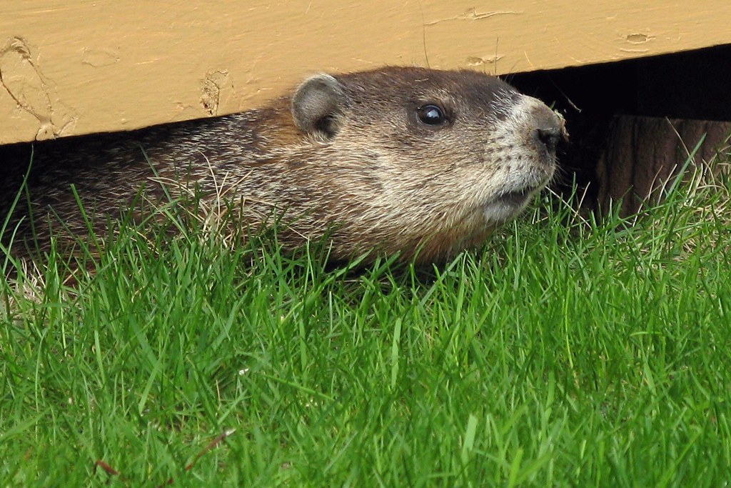 undermarmot.jpg