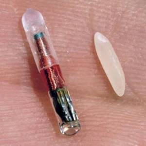 v_Microchip_rfid_rice-300x299.jpg