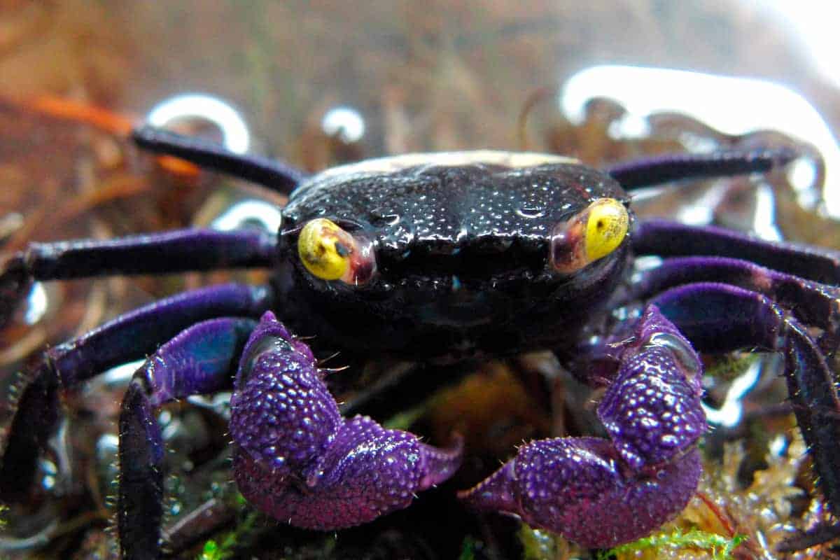 Vampire-crabs-Geosesarma-dennerle.jpg
