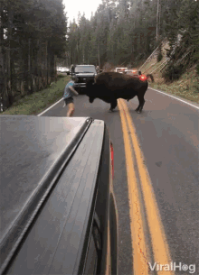 viralhog-bull-attack.gif