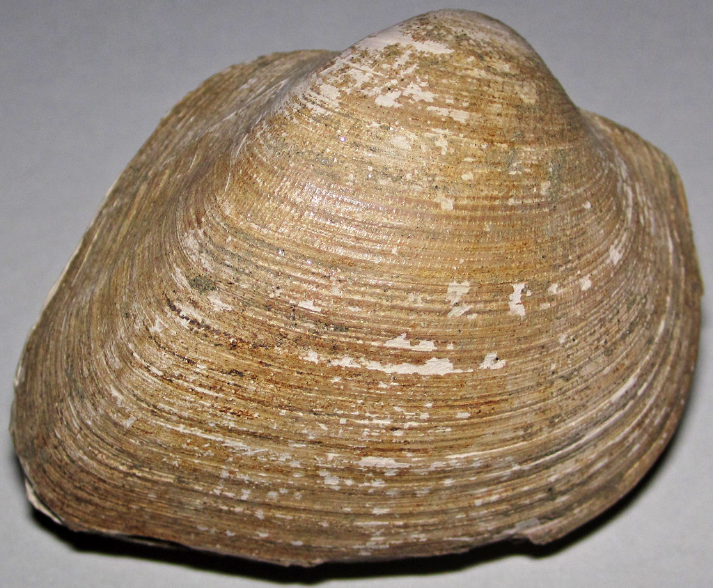 vulgarisclam.jpg