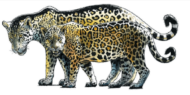 was-panthera-onca-augusta-if-its-still-valid-just-the-same-v0-3zdpfiiln67f1.png