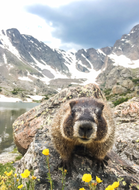 wayoutmarmot.png