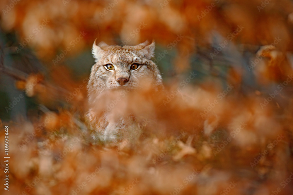 whifflynx.jpg