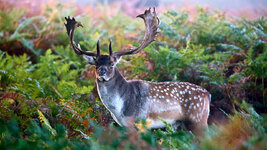 Fallow-Deer.jpg