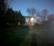 hey deer.png