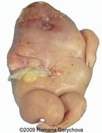 ybt6lylbuppd1.jpg