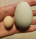 20250624_203113.jpg