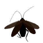 cockroach.gif
