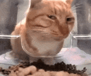mr-fresh-cat-cat-side-eye.gif mr-fresh-cat-cat-side-eye.gif