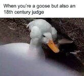 funny-bird-memes-9-2-25-29.jpg