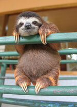 cute-sloth-1-615da19bc4b78__700.jpg